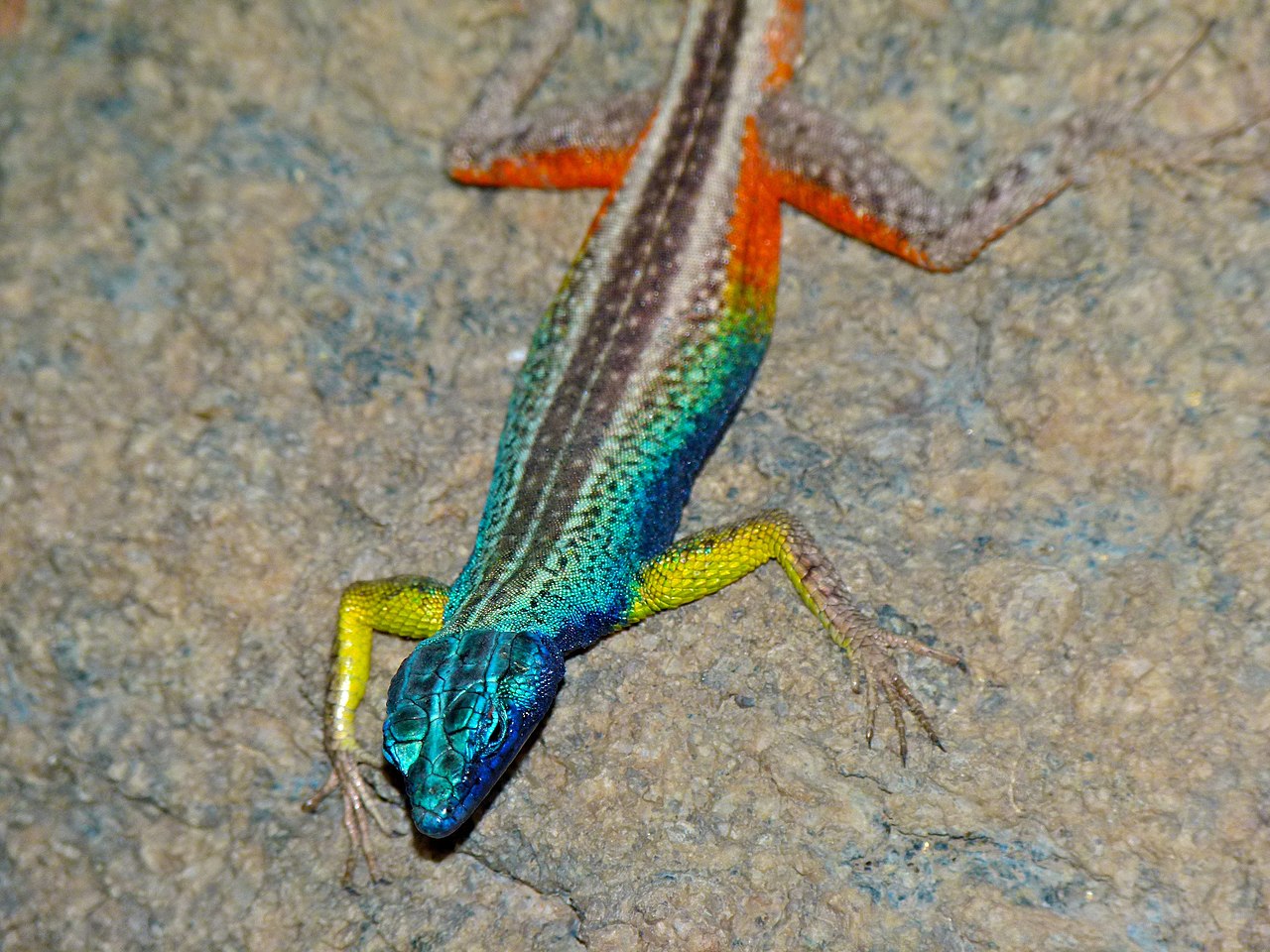 Broadley's_Flat_Lizard_(Platysaurus_broadleyi)_male_(6857301934).jpg