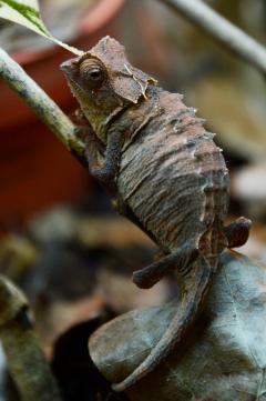 Brookesia antakarana.jpg