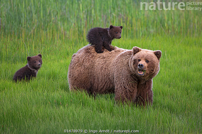 brown bear.jpg