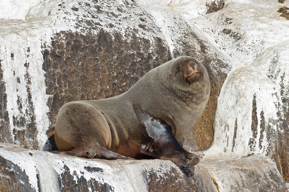 brown fur seal.jpg