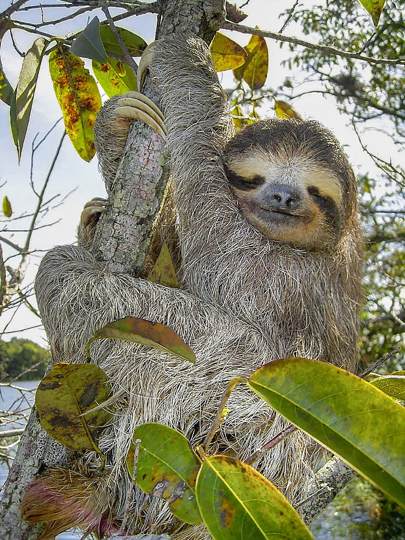 Brown-throated sloth.jpg