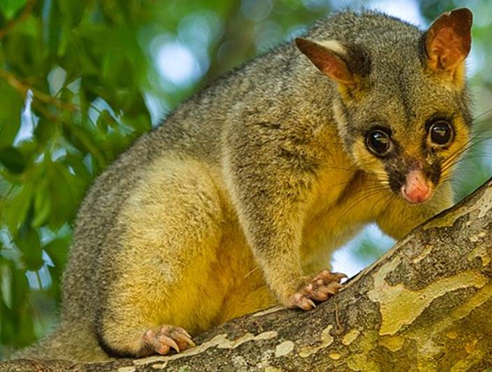 The common brushtail possum as a candidate for Australian DLC ...