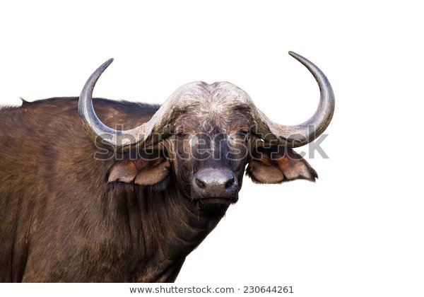 buffalo1.jpg