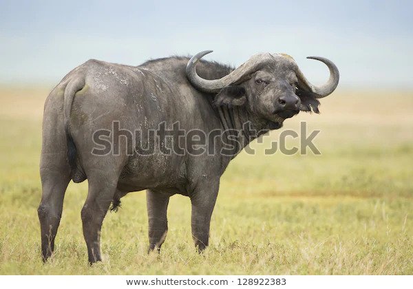 buffalo2.jpg