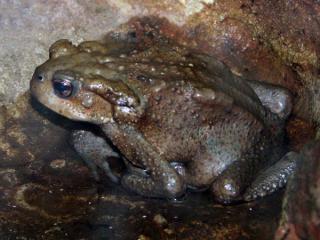 Bufo-verrucosissimus.jpg