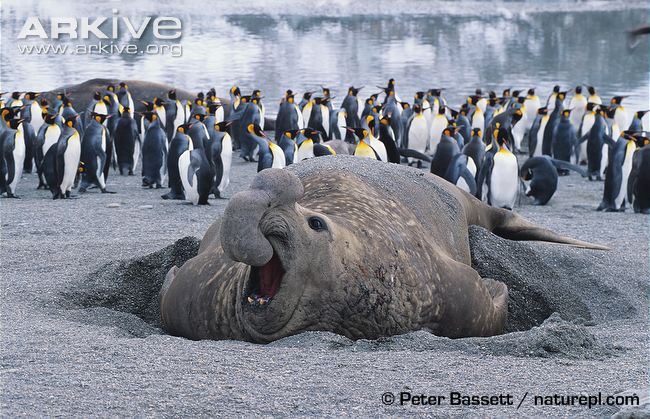 Bull-southern-elephant-seal-on-beach-penguins-in-back-ground.jpg