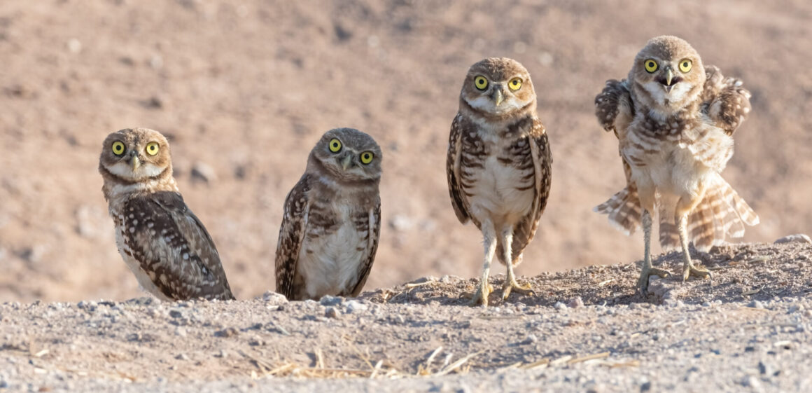 Burrowing-Owls-photo-credit-Wendy-Miller-1160x561.jpg