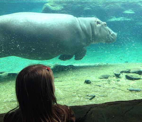 Busch-Gardens-Tampa-Animals.jpeg