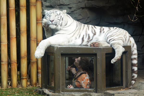 busch-gardens-tiger-encounter.jpeg