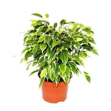buschige-birkenfeige-ficus-benjamini-kinky-weissbuntes-laub-12cm-topf.jpg