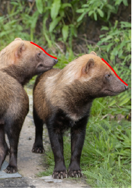 Bush Dog Face 1.jpg