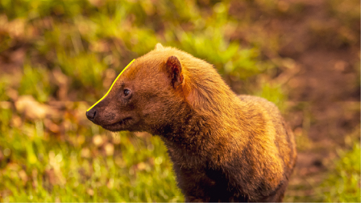 Bush Dog Face 2.jpg