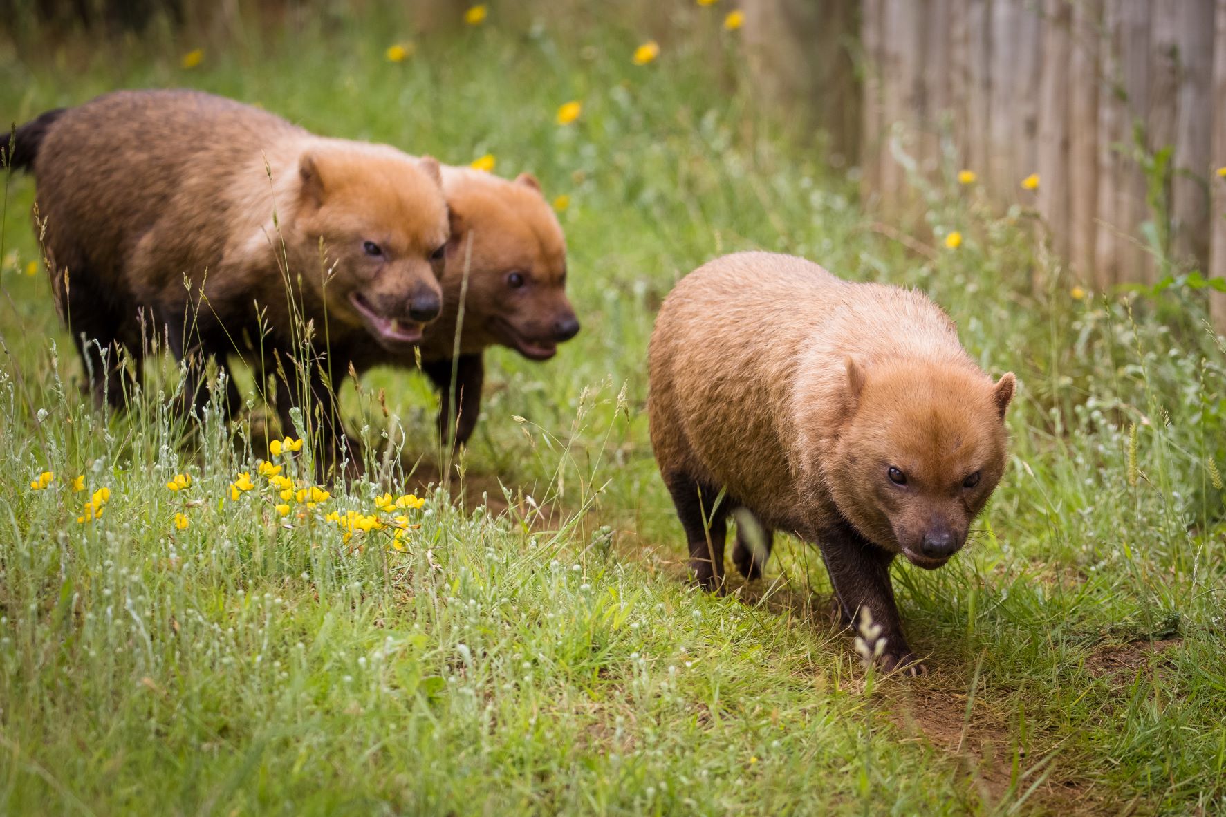 Bush dog.jpg