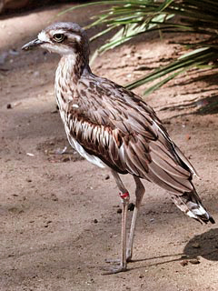 Bush Thick-Knee.jpg
