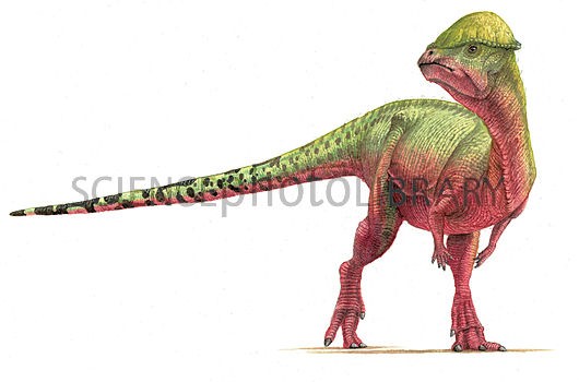 C0101150-Sphaerotholus_dinosaur,_artwork-SPL_8ef4.jpg