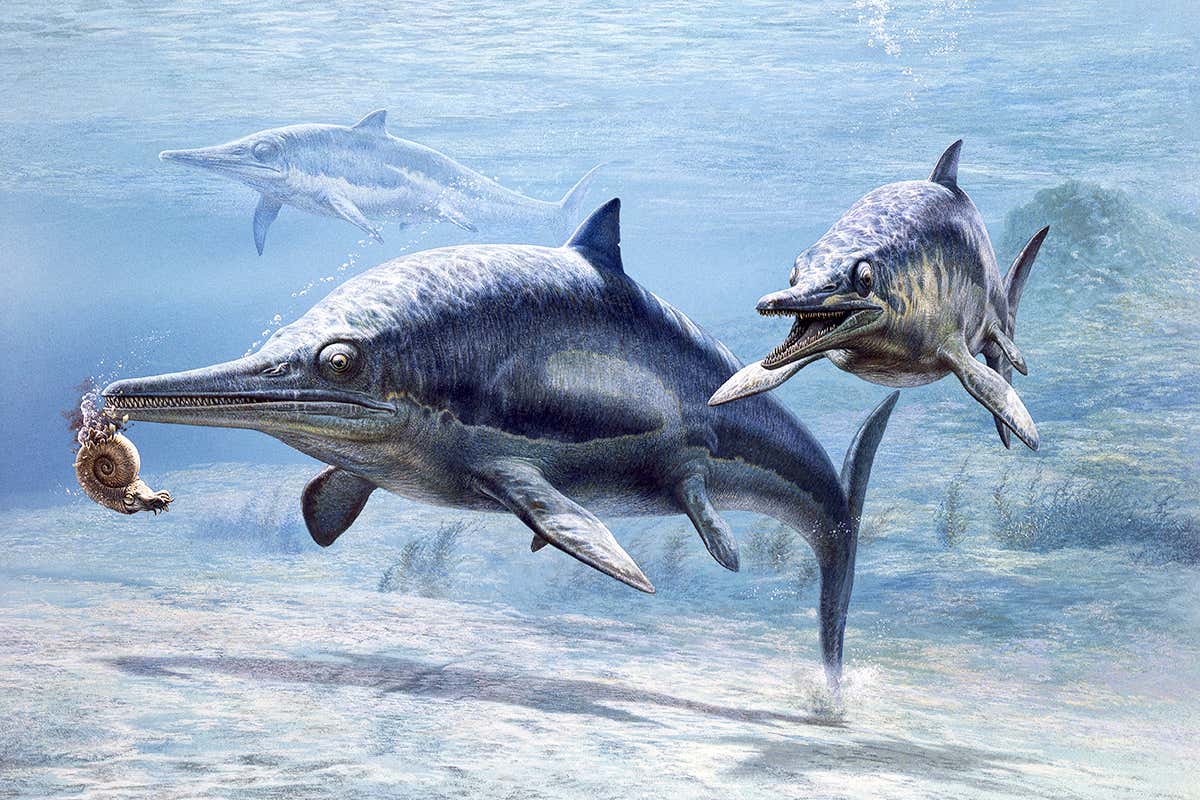 c0354182-ichthyosaur_preying_on_an_ammonite_illustration-spl-2.jpg