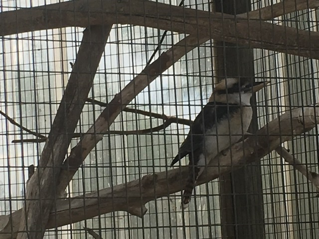 Laughing Kookaburra in Terrarium