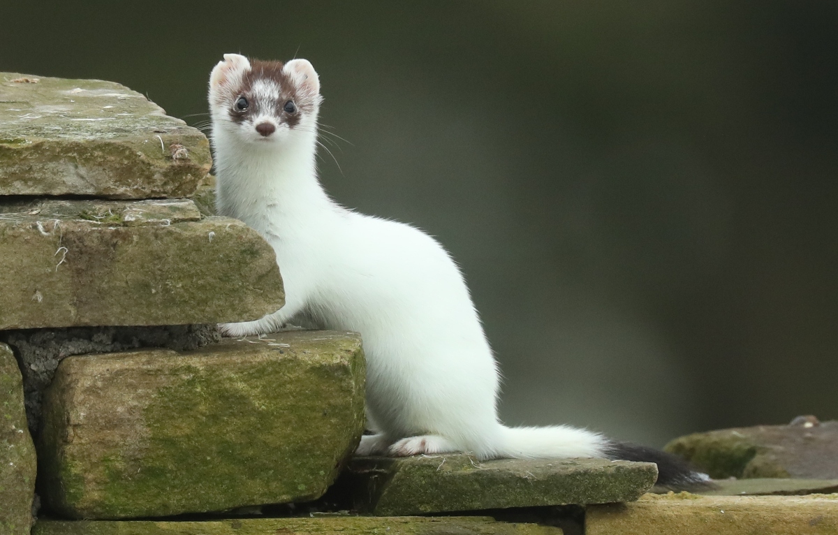 C76I8600-1200-crop-1.jpg