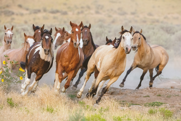 caballos-salvajes-EEUU-1.jpg