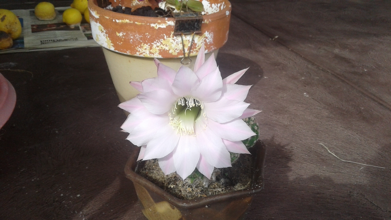 cactusflower.jpg