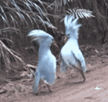 cagou-caledonie.gif