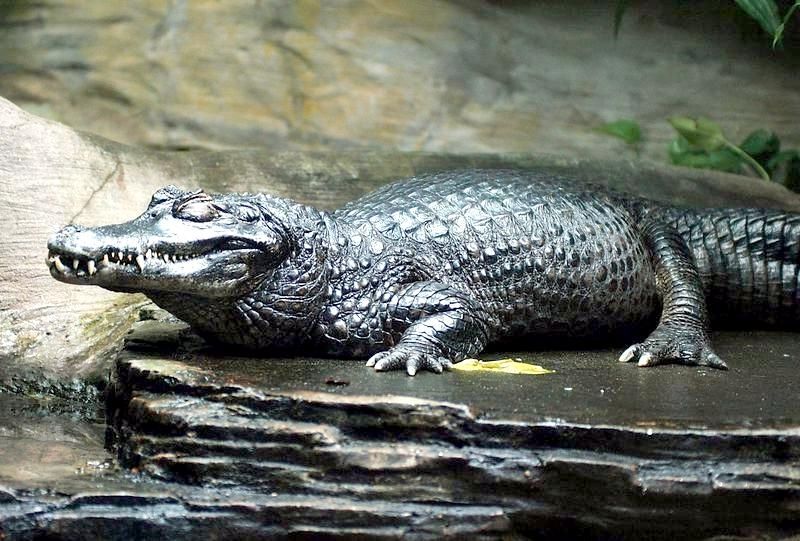 caiman.jpg