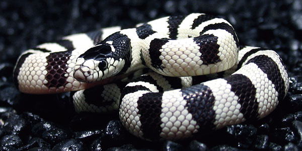 California-Kingsnake.jpg