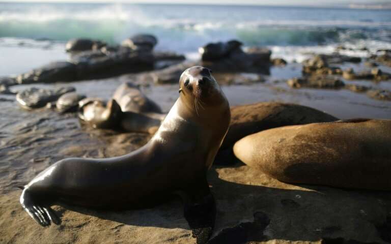 california sea lion.jpg
