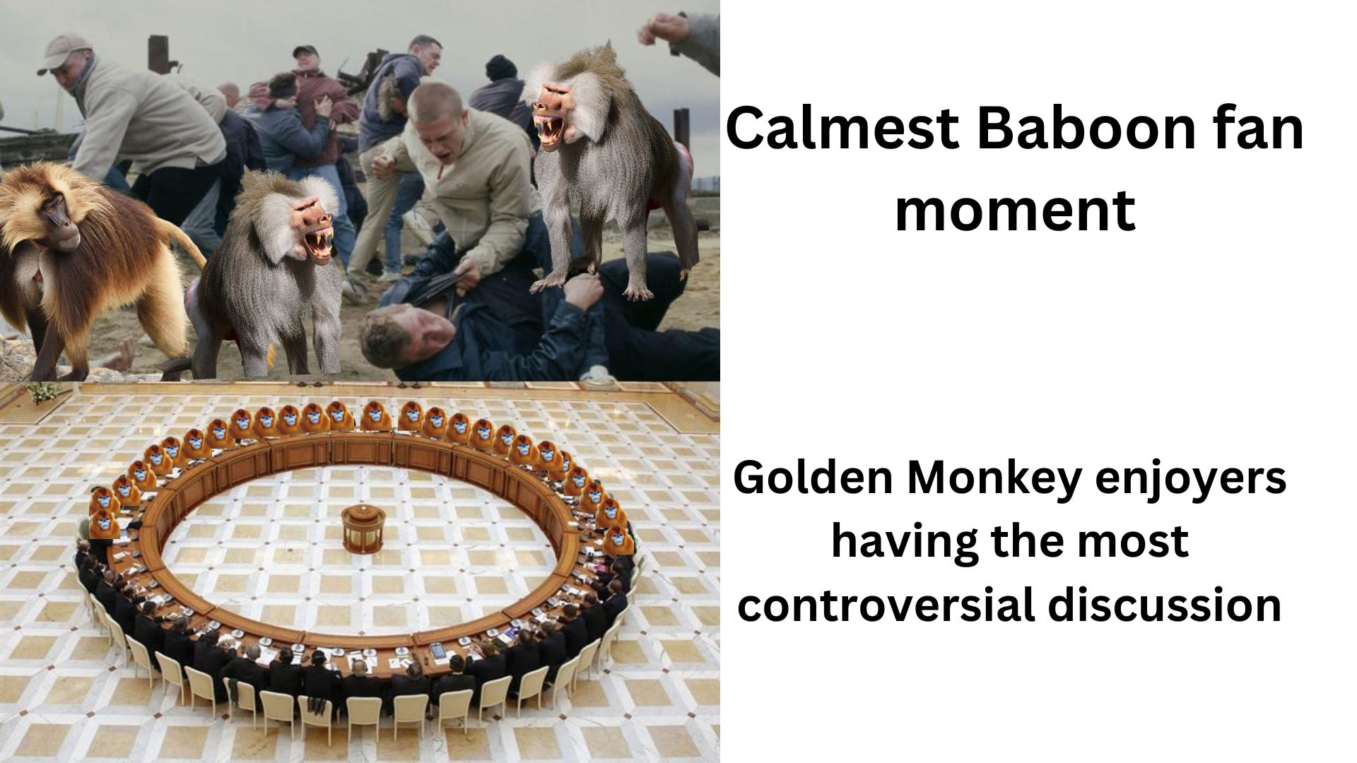 Calmest Baboon fan moment (1).jpg