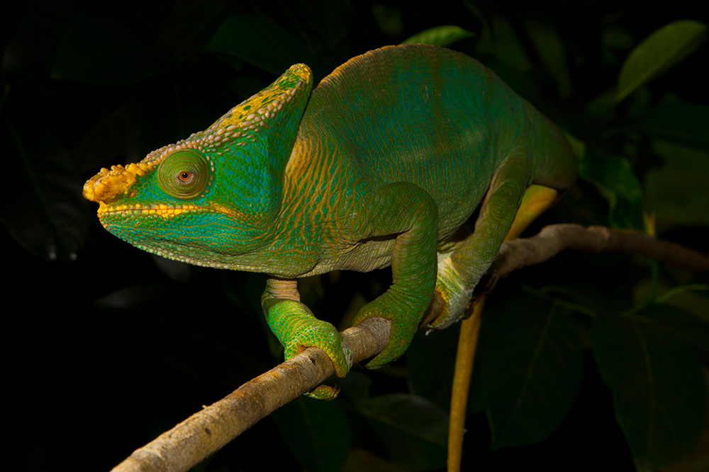 Calumma-parsonii-yellow-lip-aus-Ranomafana-2017-2.jpg