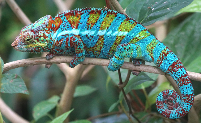 cameleon-072350.jpg