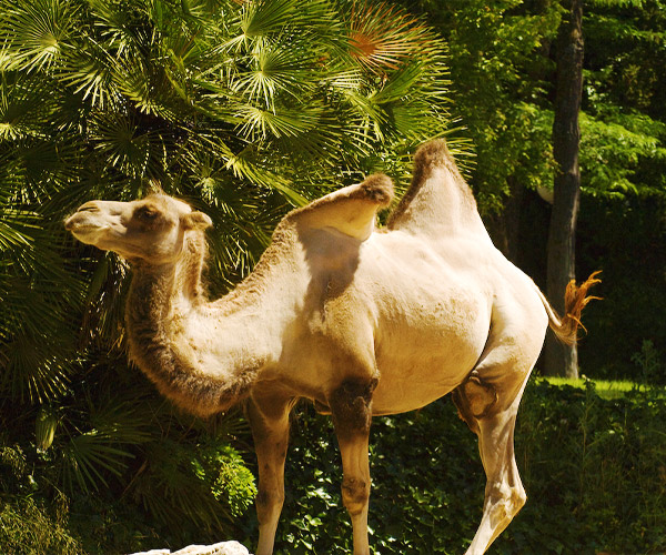 Camello-Bactriano-Zoo-Madrid-main.jpg