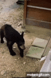 can-i-pet-that-dog.gif