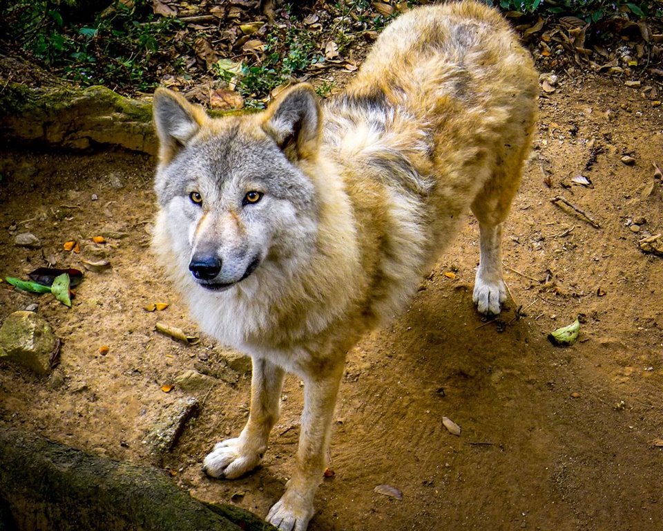 canis-himalayensis_411920eb_960x768.jpg