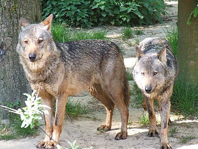 Canis_lupus_signatus_(Kerkrade_Zoo)_21.jpg
