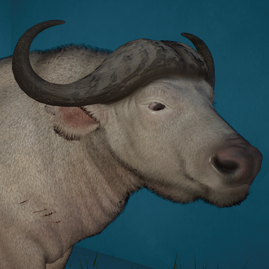 Cape Buffalo Avatar.png