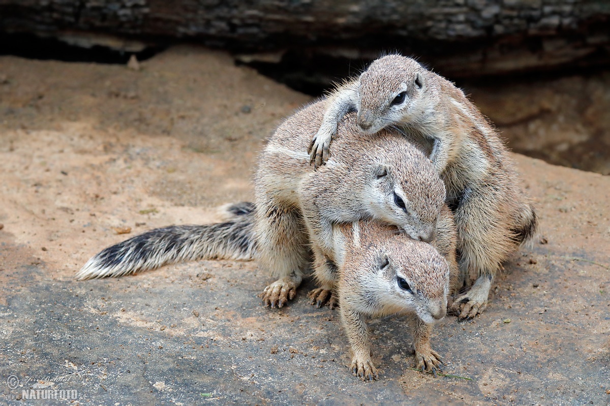 cape-ground-squirrel-216225.jpg