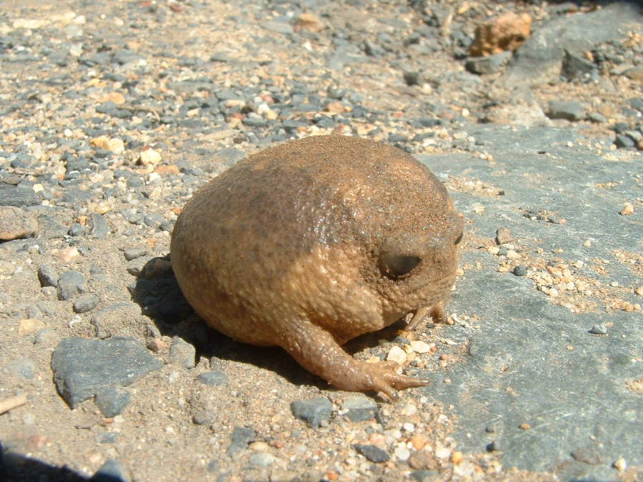 cape-rain-frog.jpg