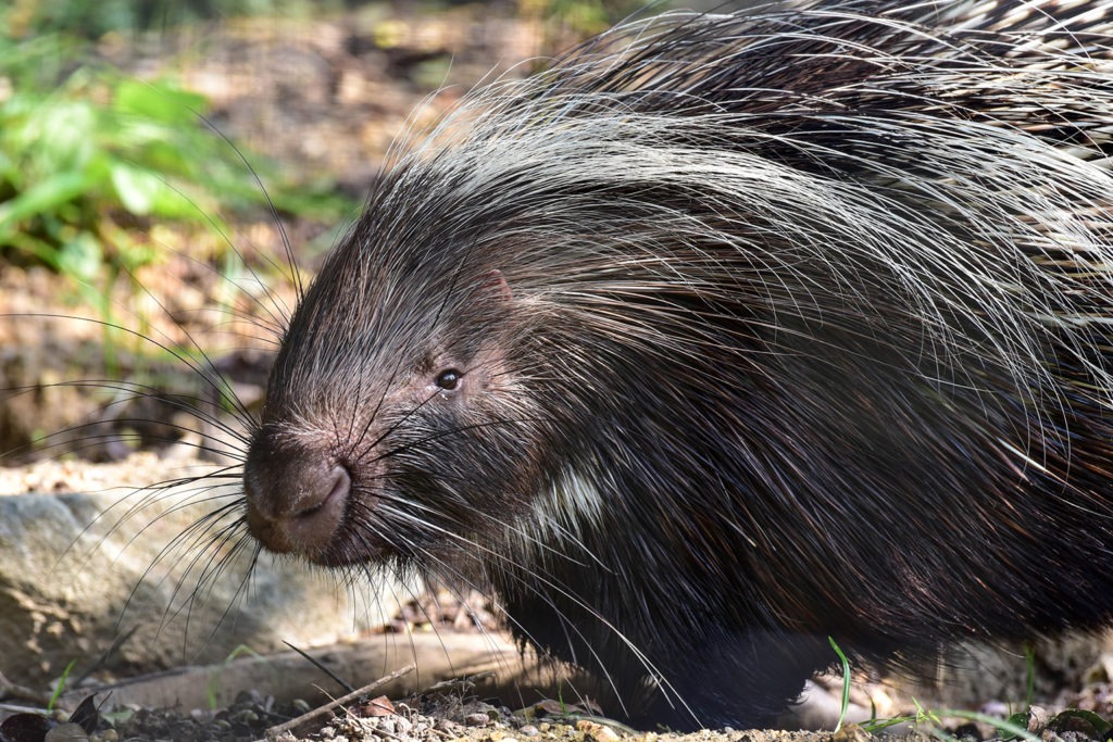 cape_porcupine_web-1024x683.jpg