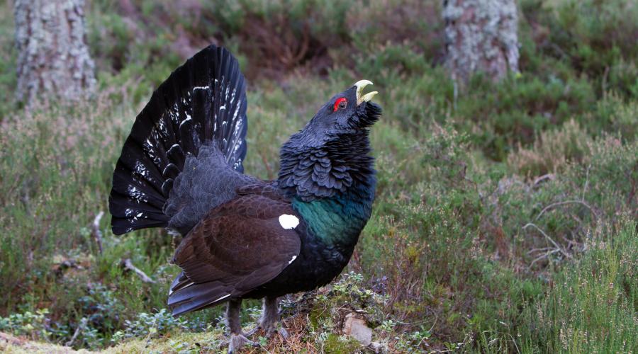 Capercaillie-2187.jpeg