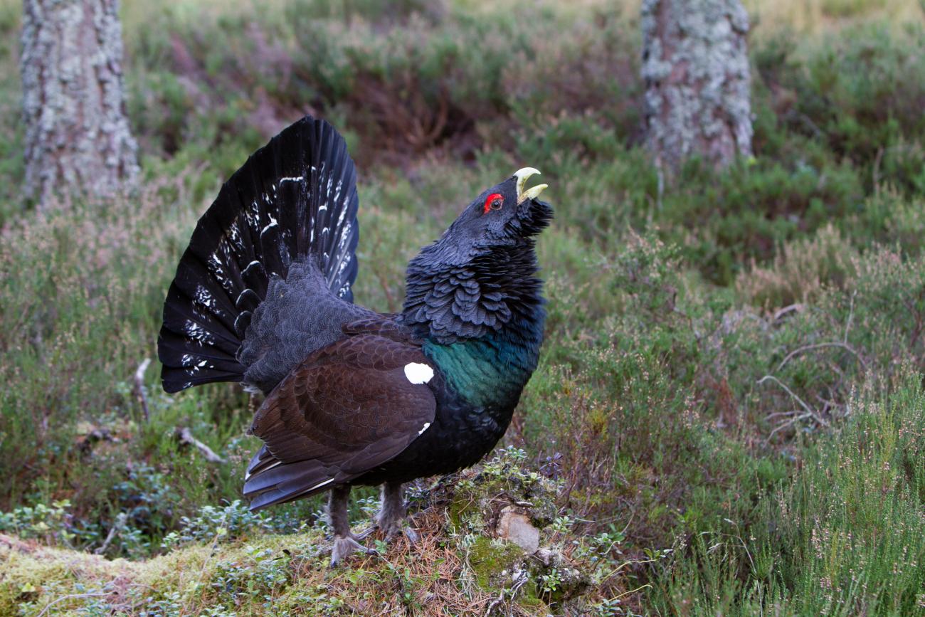Capercaillie-2187.jpeg