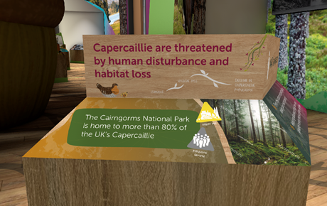 capercaillie-4.png