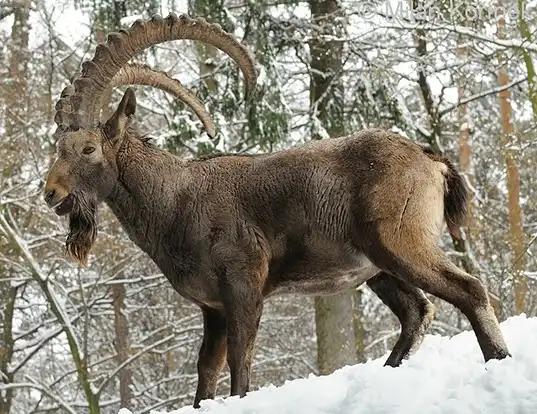capra-ibex-sibirica.png