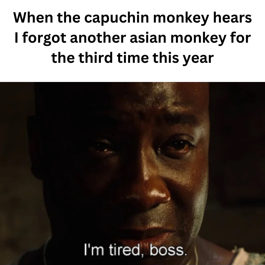 Capuchin monkey looking at the old world monkey selection.png