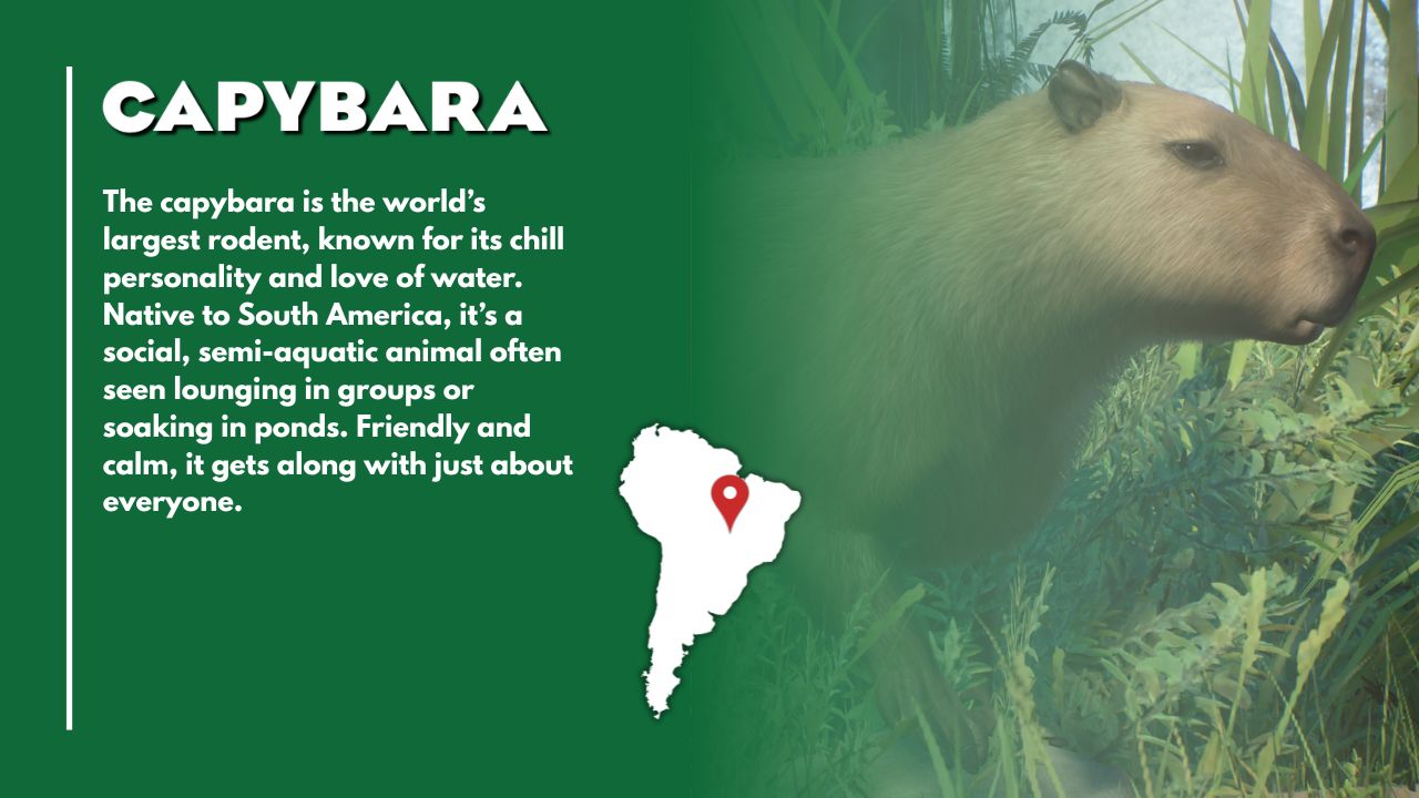 Capybara (1).jpg