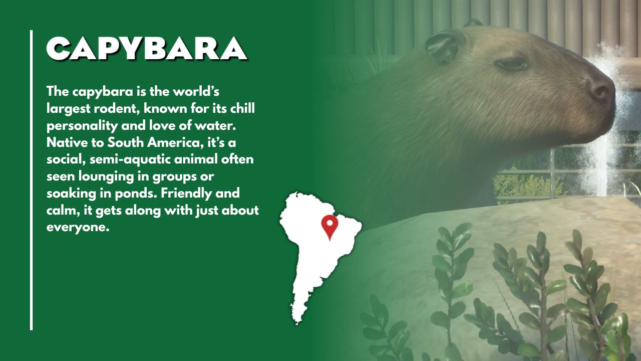 Capybara (2).jpg