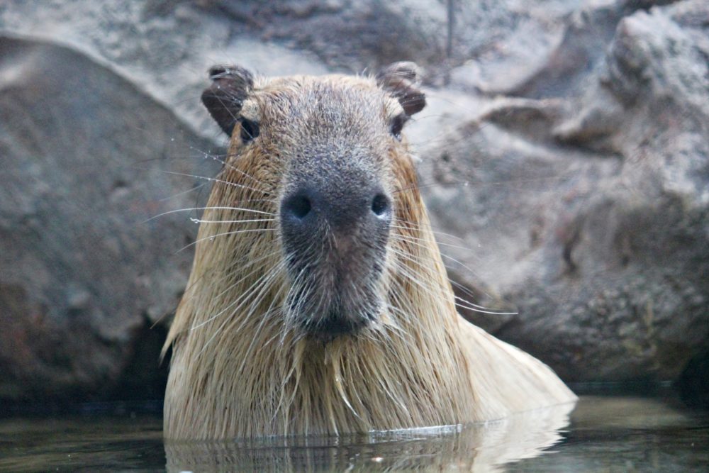capybara-4180603_1920.jpg