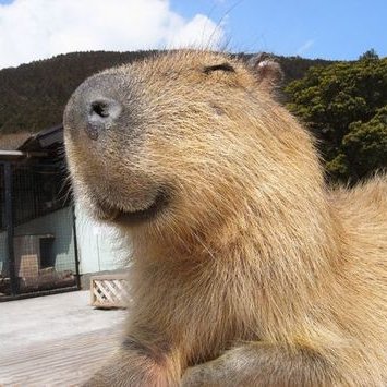 Capybara.jpg