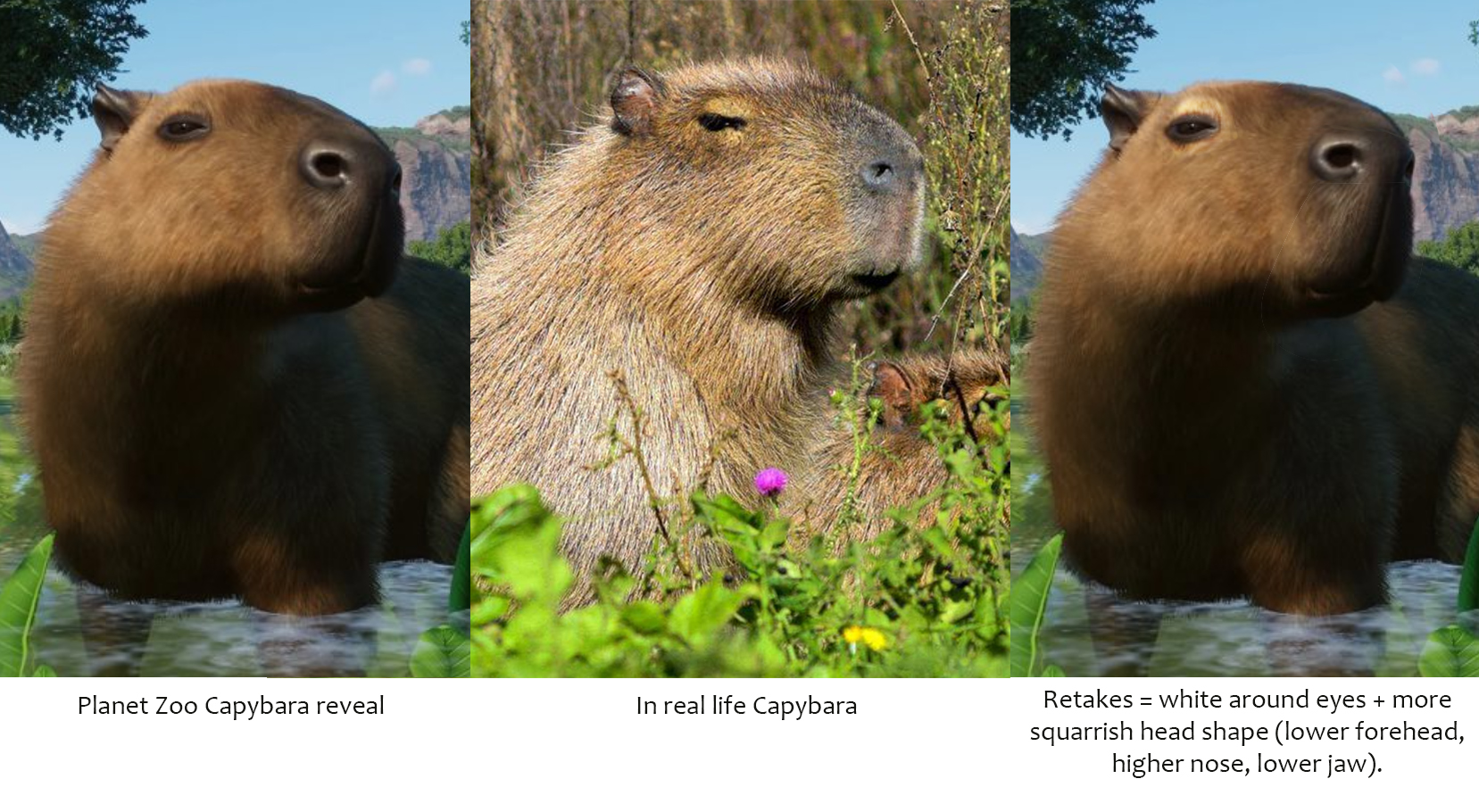 CapybaraRetakePlanetZoo.jpg
