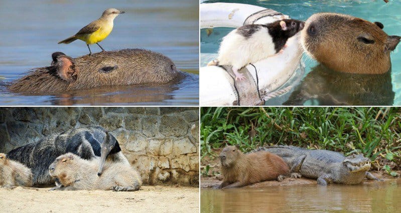 capybaras.jpg